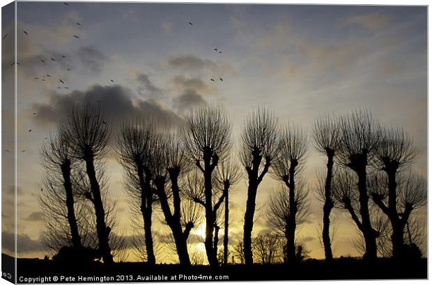 Pollarded Trees at Exmouth Canvas Print by Pete Hemington