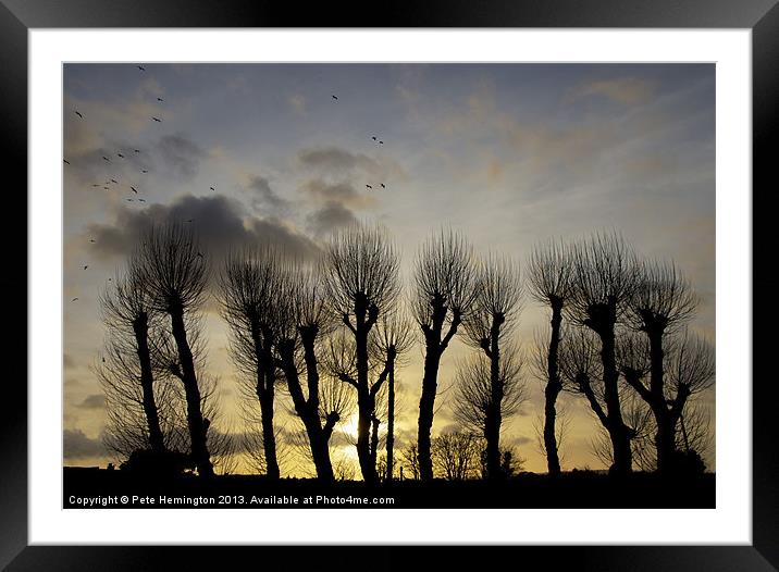 Pollarded Trees at Exmouth Framed Mounted Print by Pete Hemington