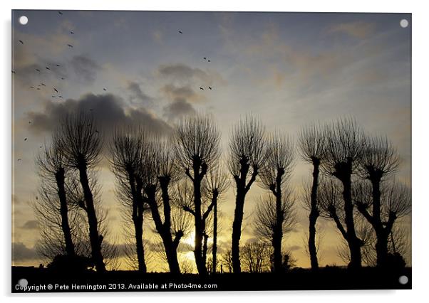Pollarded Trees at Exmouth Acrylic by Pete Hemington