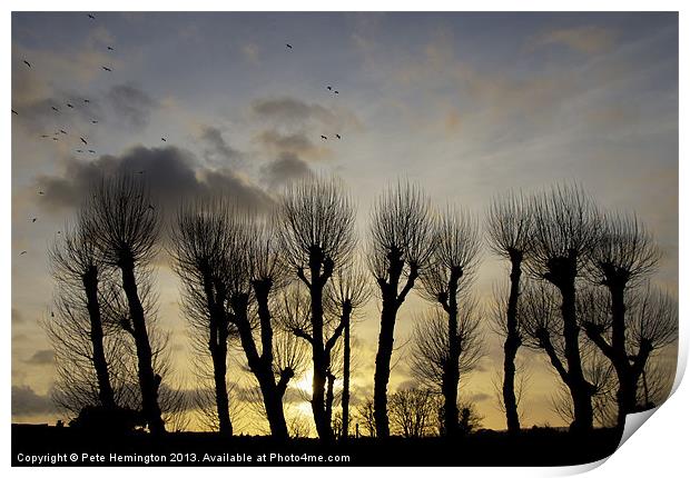 Pollarded Trees at Exmouth Print by Pete Hemington