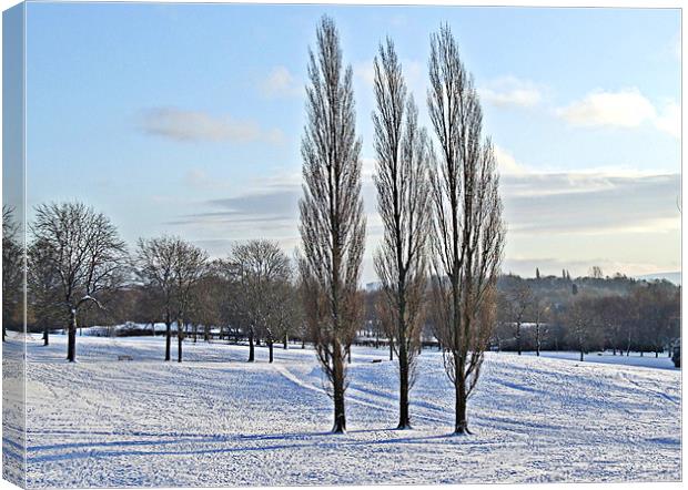 Three Trees in a Winter Parkland Canvas Print by philip clarke