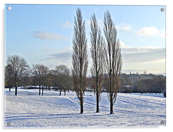 Three Trees in a Winter Parkland Acrylic by philip clarke