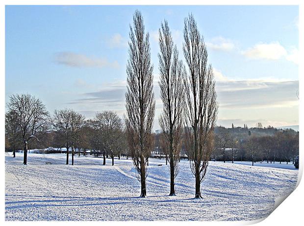 Three Trees in a Winter Parkland Print by philip clarke
