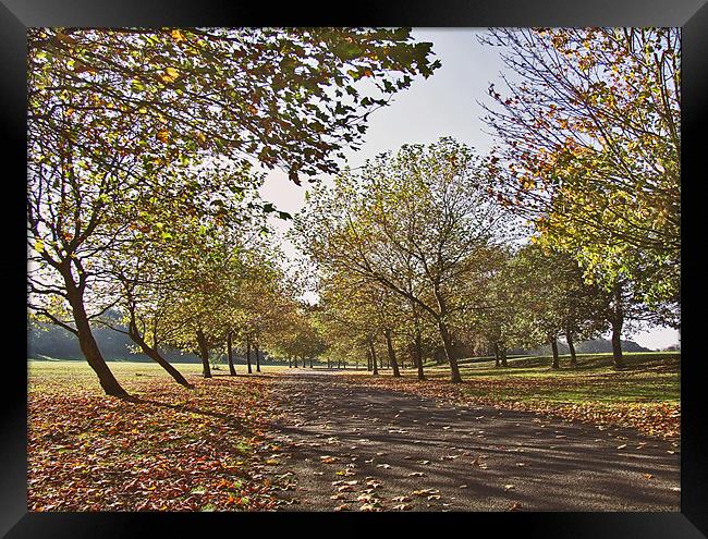 Autumn in the Park Framed Print by philip clarke