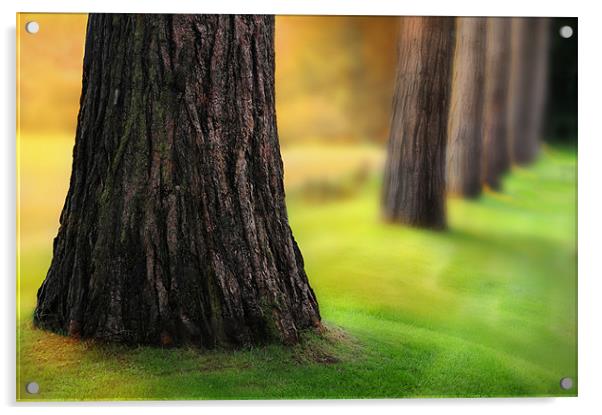 Woodland blur Acrylic by Robert Fielding