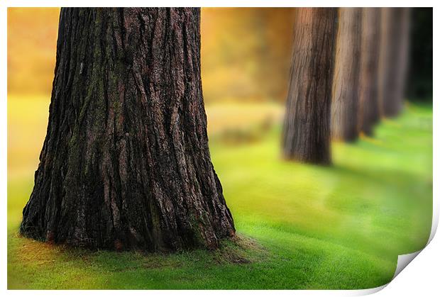 Woodland blur Print by Robert Fielding