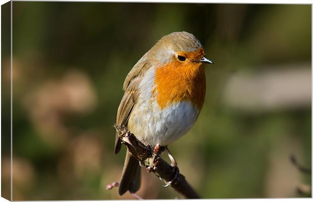 Robin Canvas Print by