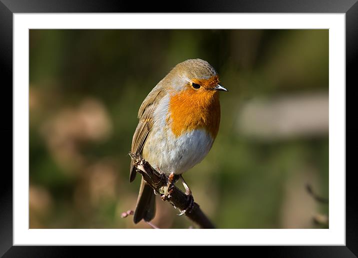 Robin Framed Mounted Print by