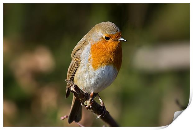 Robin Print by