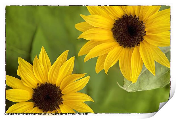 Sunflowers Print by Natalie Kinnear
