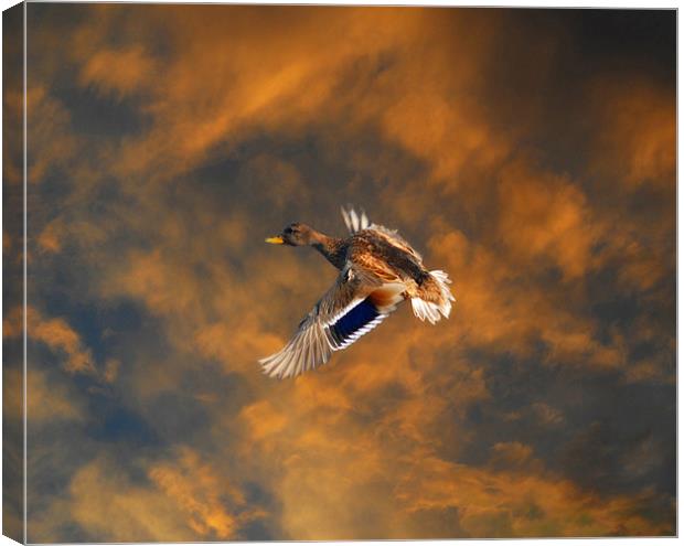 Duck in flight Canvas Print by Matthew Laming