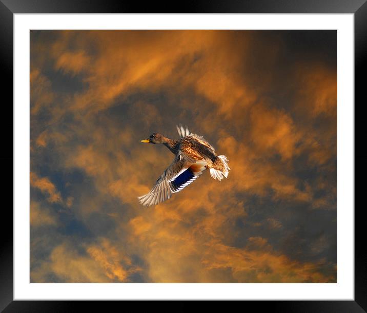 Duck in flight Framed Mounted Print by Matthew Laming