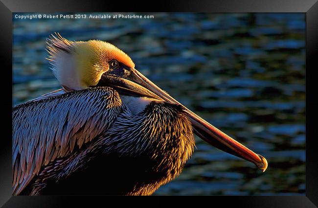 Pelican at Sunset Framed Print by Robert Pettitt