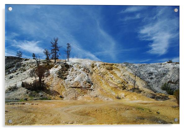 Wild Yellowstone , Wyoming Acrylic by Claudio Del Luongo