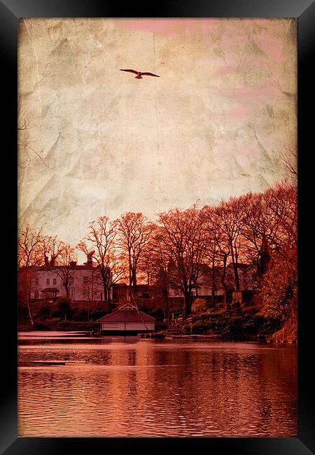 Bird in the sky.. Framed Print by Nadeesha Jayamanne