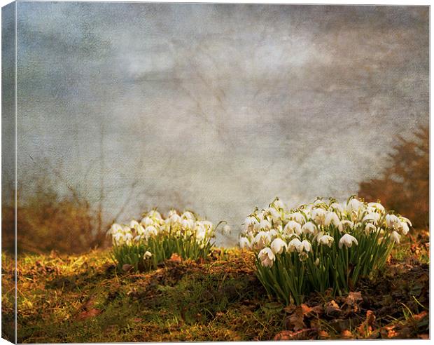 Spring has sprung Canvas Print by Dawn Cox