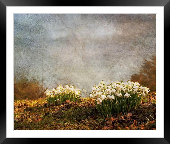 Spring has sprung Framed Mounted Print by Dawn Cox
