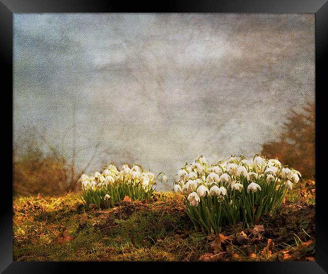 Spring has sprung Framed Print by Dawn Cox