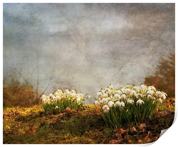Spring has sprung Print by Dawn Cox