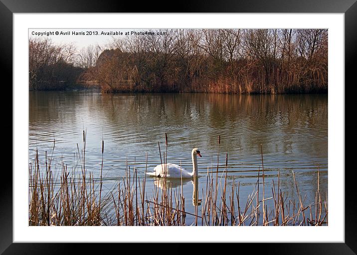 Swan on a Lake Framed Mounted Print by Avril Harris
