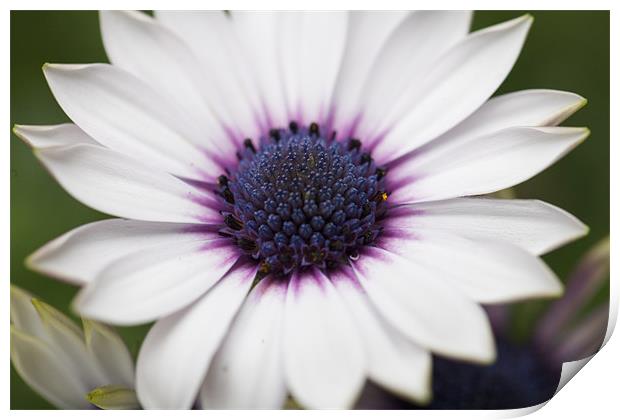 white flower Print by anne lyubareva