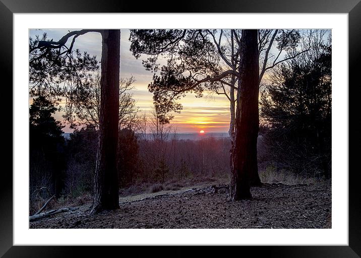 Sun through the trees Framed Mounted Print by Simon West