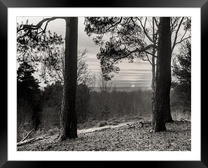 Sun through the trees Framed Mounted Print by Simon West