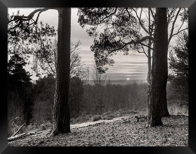 Sun through the trees Framed Print by Simon West