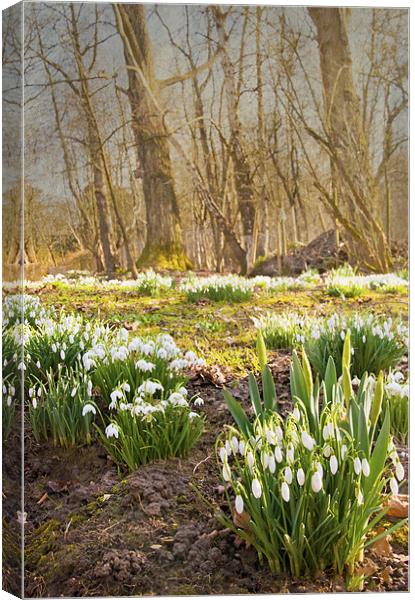 Clusters of snowdrops Canvas Print by Dawn Cox