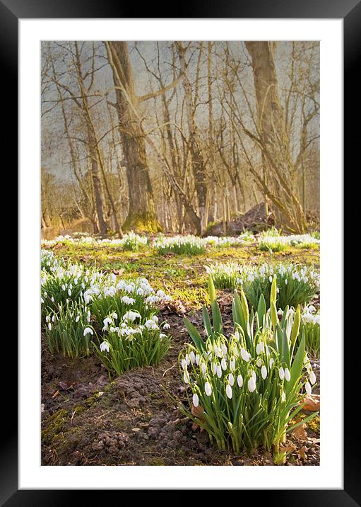 Clusters of snowdrops Framed Mounted Print by Dawn Cox