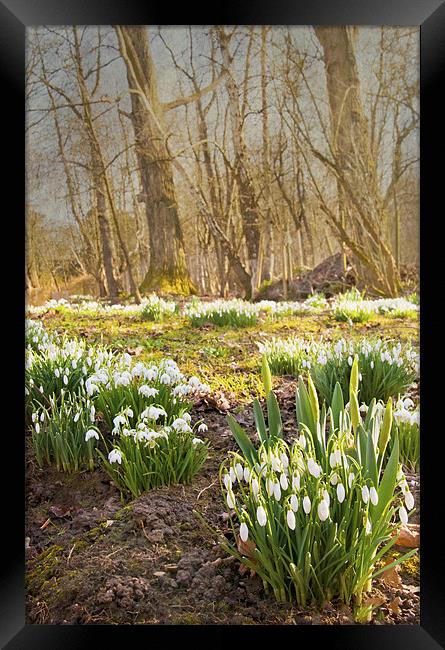 Clusters of snowdrops Framed Print by Dawn Cox