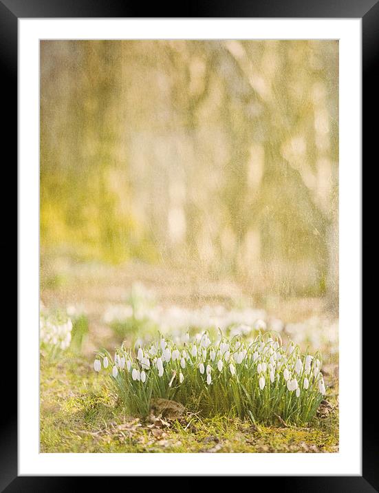 Step into spring Framed Mounted Print by Dawn Cox
