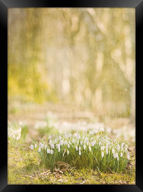 Step into spring Framed Print by Dawn Cox