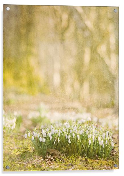 Step into spring Acrylic by Dawn Cox