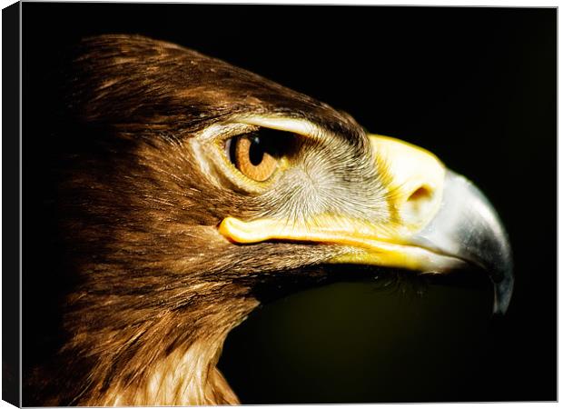 Eagle Eye - Steppes Eagle profile Canvas Print by Jay Lethbridge
