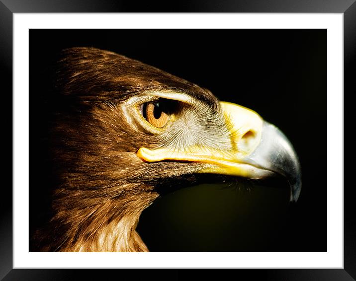 Eagle Eye - Steppes Eagle profile Framed Mounted Print by Jay Lethbridge