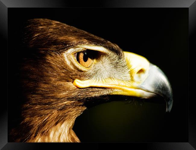 Eagle Eye - Steppes Eagle profile Framed Print by Jay Lethbridge