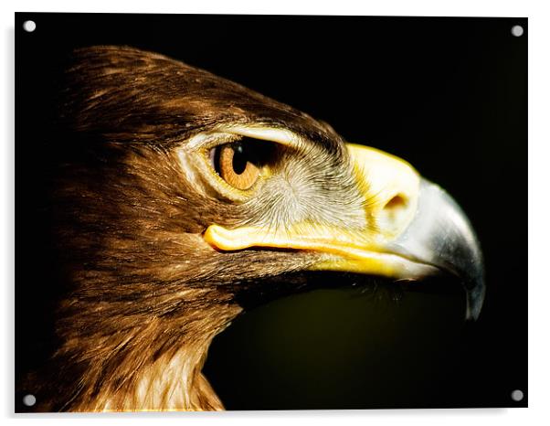 Eagle Eye - Steppes Eagle profile Acrylic by Jay Lethbridge