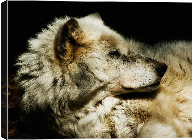 Grey Wolf Resting Canvas Print by Jay Lethbridge