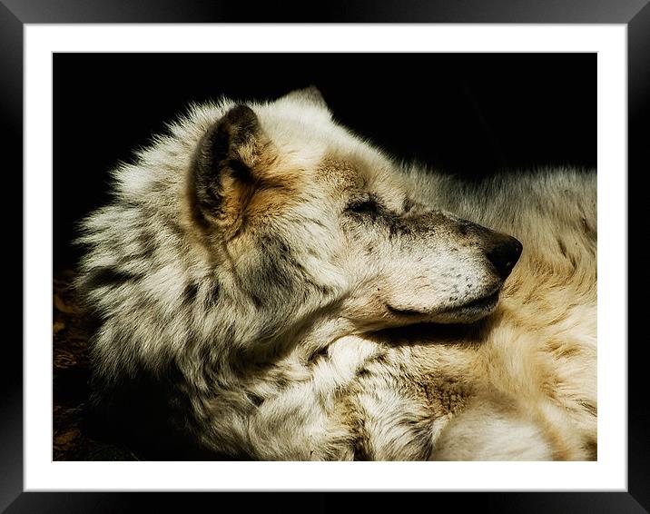 Grey Wolf Resting Framed Mounted Print by Jay Lethbridge