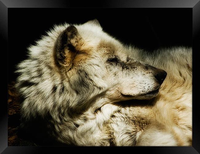 Grey Wolf Resting Framed Print by Jay Lethbridge