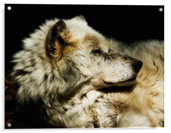Grey Wolf Resting Acrylic by Jay Lethbridge