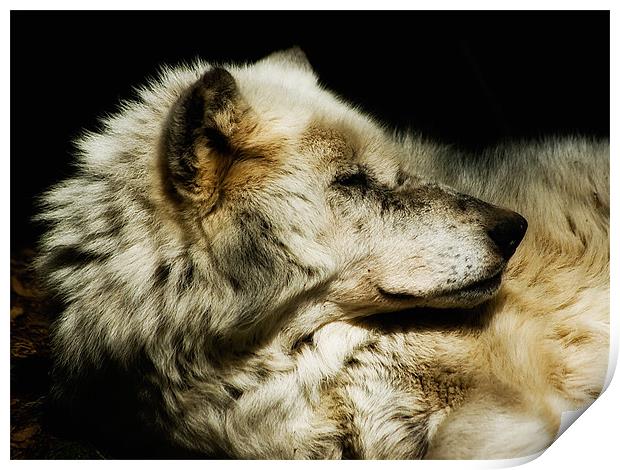 Grey Wolf Resting Print by Jay Lethbridge