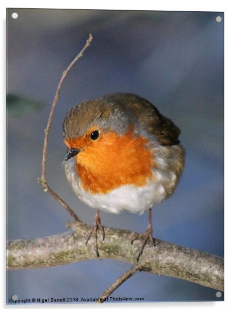 Robin Red Breast (Erithacus rubecula) Acrylic by Nigel Barrett Canvas