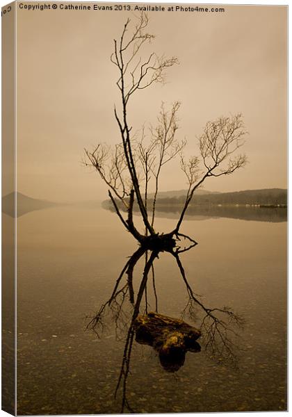 Lone Tree on Coniston #2 Canvas Print by Catherine Fowler