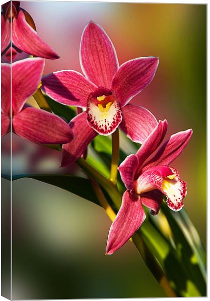 Pink Orchid Spray Canvas Print by Jacqi Elmslie