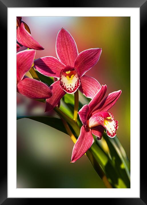 Pink Orchid Spray Framed Mounted Print by Jacqi Elmslie