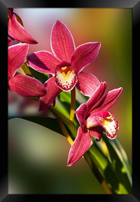 Pink Orchid Spray Framed Print by Jacqi Elmslie