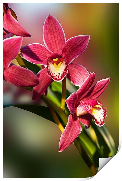 Pink Orchid Spray Print by Jacqi Elmslie