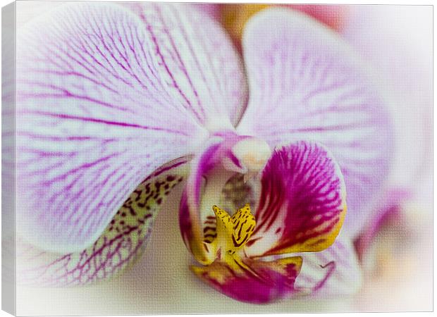 Pink Orchid Canvas Print by Mark Llewellyn